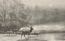 Cervidés Cerf William Hollidge Biche Faon au bois Automne William Hollidge C1869