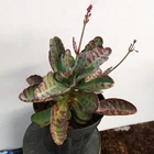 Foto 4 di 6