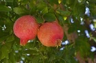 1 Pomegranate  'Wonderful' Starter Plant Punica granatum