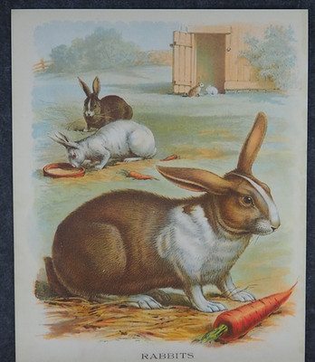 Pet Rabbits Eating Carrots Antique Art Print Lithograph 1898