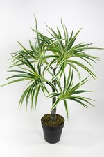 Dracena / Drachenbaum Real Touch 70cm grün-weiß ZJ künstliche Palme Palmen Kunst