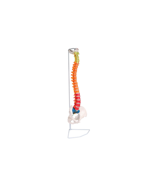 Flexible WirbelsäUle Didaktisch Mit Nerven Arterien Und Beweglichen Segmenten-image