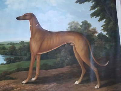 large greyhound