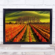 Vine Growing Moravia Fields Republic Countryside Farm Plantation Art Print