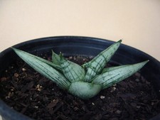 Sansevieria  Jupiter  Hybrid -- Rare Succulent FREE PRIORITY SHIPPING