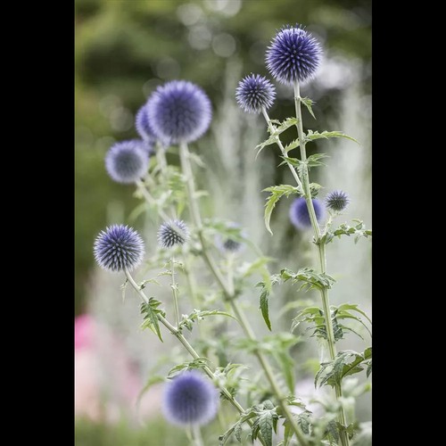Echinops ritro - Kugeldistel - 9cm Topf