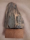 Petrified Wood Rare Color Bluish-Gray set on Gold Colored Base to display — photo 5