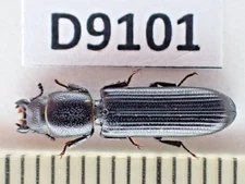 D9101. Insects, Carabidae sp. Vietnam, Nghe An