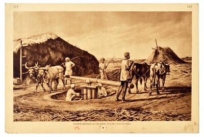 Native Method of Crushing Sugar Cane in India Original Print