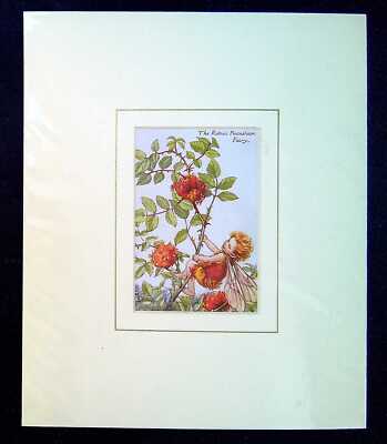 Barker, Cicely Mary MOUNTED ANTIQUE PRINT 'THE ROBIN'S PINCUSHION FAIRY' 1930 