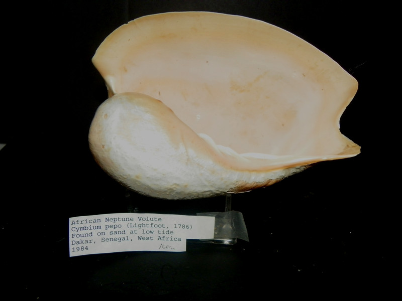 CYMBIUM PEPO ( AFRICAN NEPTUNE VOLUTE )