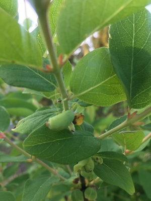 #ad Honeyberry Cuttings 10 5 10quot; 5 Indigo Treat amp; 5 IndigoGem HardwoodCuttings $21.00