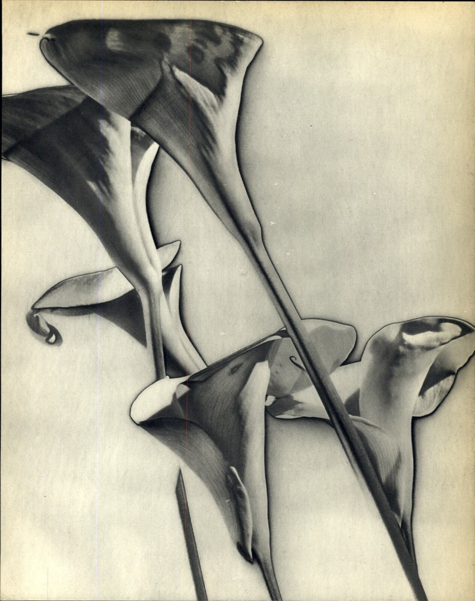 1930 Original MAN RAY Solarized Calla Lily Flower Art Photo