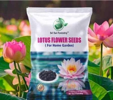 Lotus Seebs for Planting in Water | Kamal Flower Seebs | Lotus Seebs for Planti