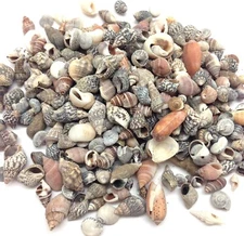 Indian Ocean Small Mix Sea Shells, Small Shells Mixed, 8 OZ