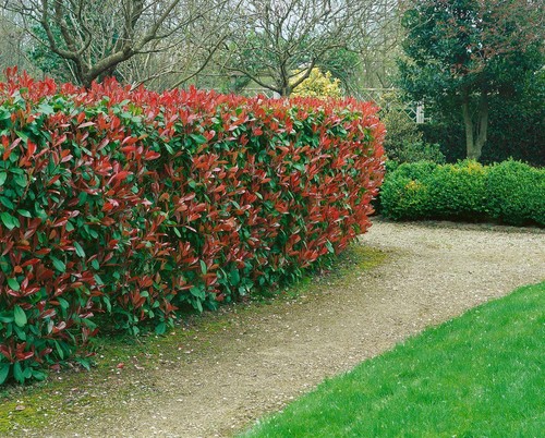 Photinia fraseri 'Red Robin', Glanzmispel, rot, 40–60 cm - Bild 10 von 14