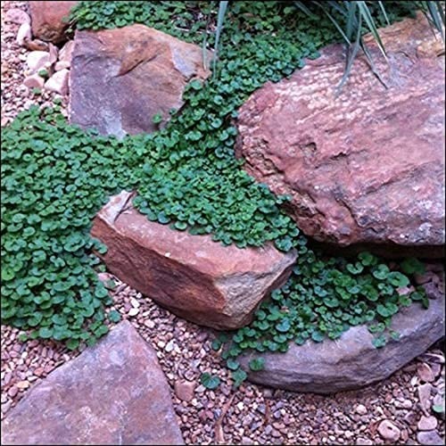 Teppichrebe Samen - 200+ Dichondra Samen zum Wachsen - Bodendecker Pflanze 10 sq ft - Bild 1 von 3