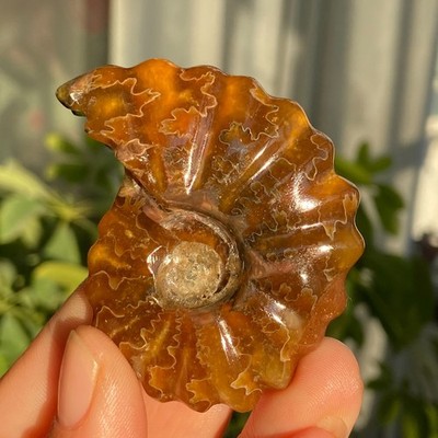 60g Natural Tentacle Ammonite FossilSpecimen Shell Healing Madagascar