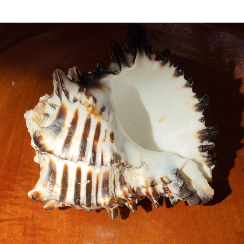 Spiny Murex Seashell.  3” c 4” White & Brown. 