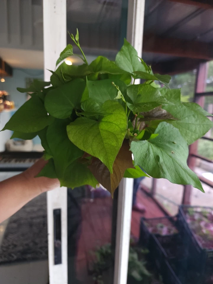10 Okinawa Purple Sweet Potato Slips -Cuttings - Khoai Lang Tím- Have Roots - Image 4 of 4