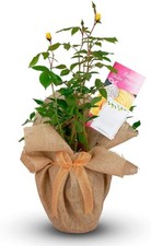 Golden Wedding Gift Rose - Golden Anniversary Gift - Gift Wrapped with Huge Bow