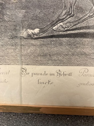 Johann Elias Ridinger Desfile del caballo trotando a la izquierda L46cm H65 Vidrio Enmarcado - Imagen 4 de 15
