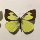 Real Dried Insect/Butterfly/Moth Non set B1953 Rare Leptophobia smithi: