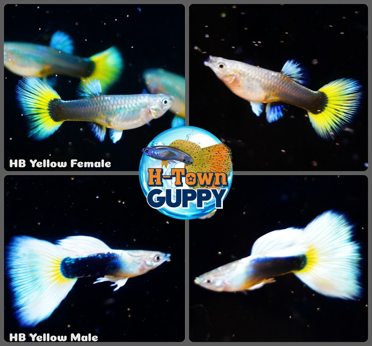 グッピー❗️ 5 PAIR - Live Aquarium Guppy Fish High Quality - HB Yellow -USA