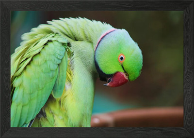 Green Parrot Preening Framed Wall Art Poster Canvas Print Picture