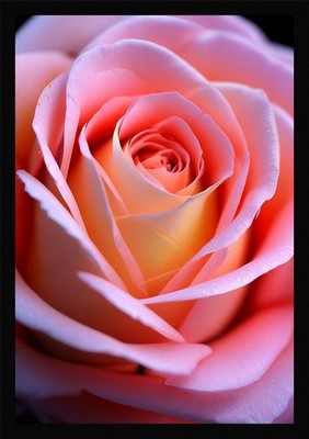 Intime Rosen gerahmtes Wandbild Poster Leinwanddruck Bild