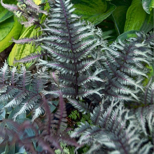 Athyrium Japanese Surf Crested Fern Painted Lilac Stem Out Live Plant Gallon Pot