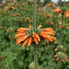 50 Wild KLIP DAGGA Leonotis Nepetifolia Lions Ear Lions Tail Orange Flower Seeds