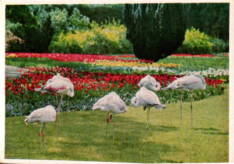 NICE VINTAGE PHOTO POSTCARD - FLAMINGOS STUTTGART - BAD CANNSTADT GERMANY