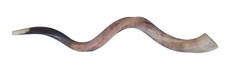Top Quality Kosher Kudu Shofar 34"-38" Half Polished New