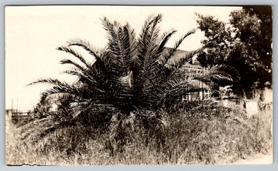 RPPC c1920s Young Date Tree California Postcard