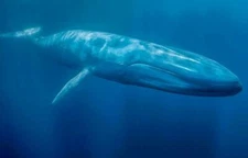 BLUE WHALE GLOSSY POSTER PICTURE PHOTO PRINT marine mammal ocean 4558