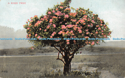 R493027 1486 A Rosenbaum Benham Company Neuner Calype Prozess