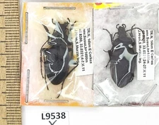 Carabidae, Carabus graecus graecus, pair, A1, Türkiye