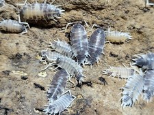 Porcellionides pruinosus color expression mix isopods