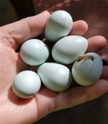 6 Fresh Free range  Celadon Quail Fertile Hatching Eggs Shipped Securely