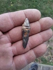 dug 44 caliber bullet still has wormer attached