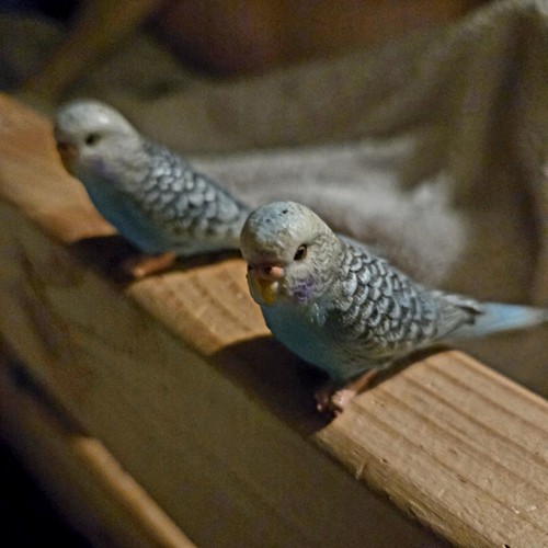 2 Schleich Blue Parakeet Birds Figures Budgerigar 14409 Birds Sold Together