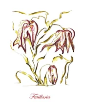 "Futillaria" Contemporary Botanical Print-5 x 7 in an 8 x 10 White Beveled Mat