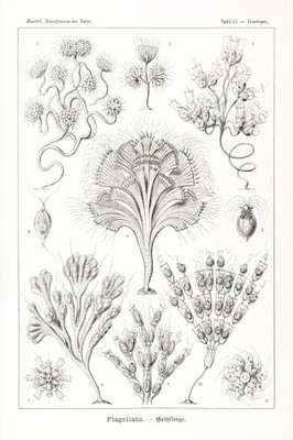 Vintage Biology Poster   Haeckel's Flagellata - 24x36  Vintage Wall Art Decor