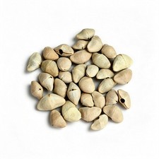 50Pcs Chacha Dried Shells Wind Chime DIY Craft Hollowed Pre-Drilled