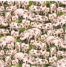 BTY TT Farm Life PACKED PIGS in Field Print 100 Cotton Quilt Craft Fabric Yard