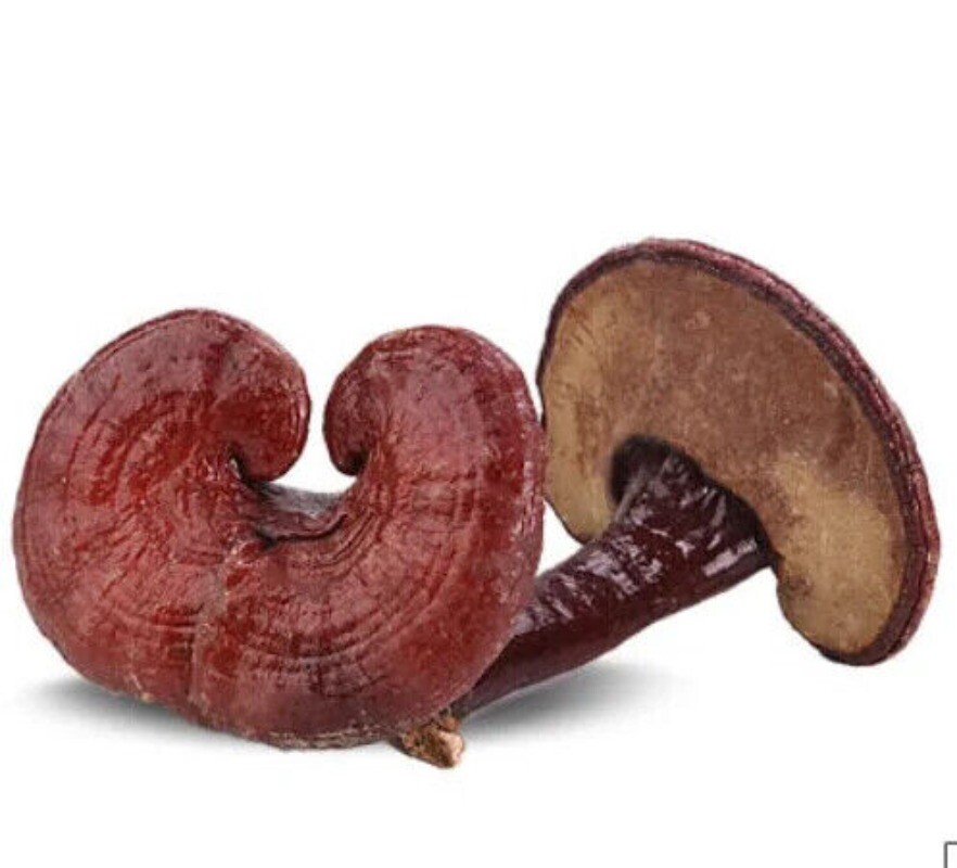 Reishi Pilz Tee Vorteile im guten Preis Reishi 500g Bulk Supply