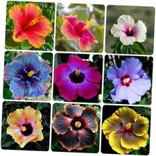 120 PCS Mixed Giant Hibiscus Seeds for Planting Flowers Perennial Flower