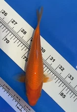 8 inches PEARL BENIGOI KOI_ LIVE KOI FISH_GGKOI_ EXCEPTIONAL QUALITY GROWTH 100x