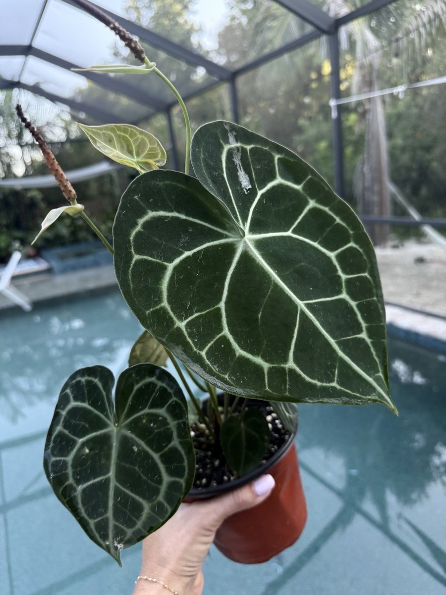 Anthurium King Clarinervium Large Size Actual Plant Free Shipping | eBay